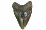 Fossil Megalodon Tooth - South Carolina #149418-1